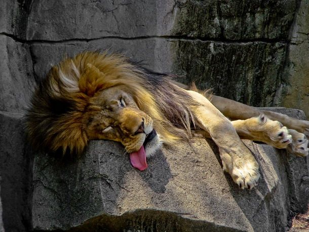 kingincrisis's tweet photo. after suffering from multiple STDs, Lion has been found dead. https://t.co/OcyalnondQ