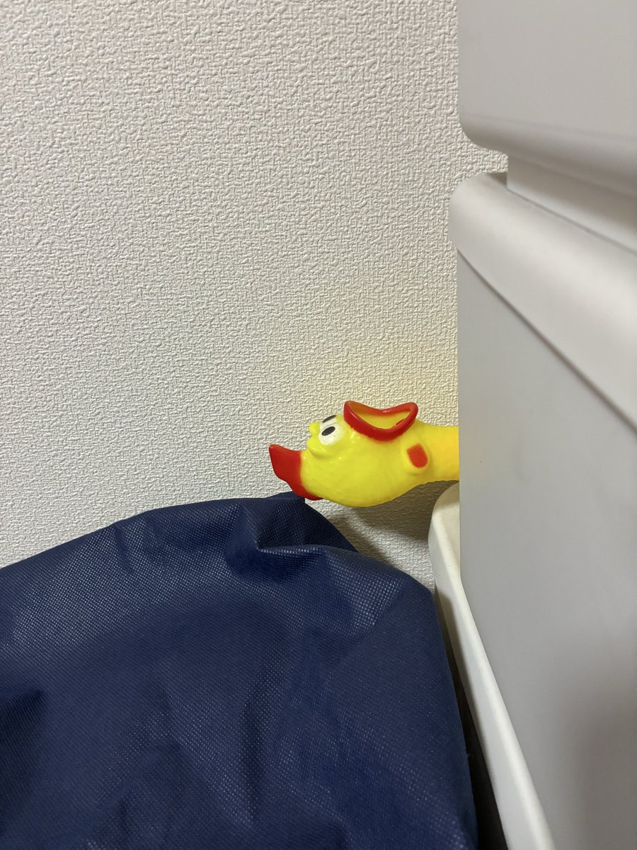 nozakix's tweet photo. 自分で置いてたのにめちゃくちゃビビってしまった https://t.co/6A19xoCFpv