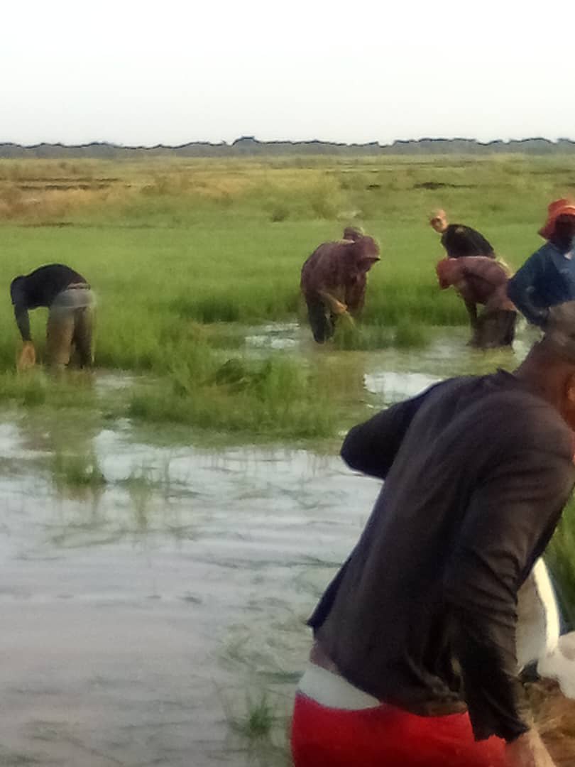 damarysmp94's tweet photo. El verdadero motor del mundo está en el campo. 🌾💧"
No hay trabajo pequeño cuando se hace con dedicación. El esfuerzo de hoy es la cosecha del mañana. 
#Agricultura #Campo #TrabajoEnEquipo #Arroz
@CarlosLuisNara4
@Matanzas_Minag https://t.co/5EsA4NvEWh