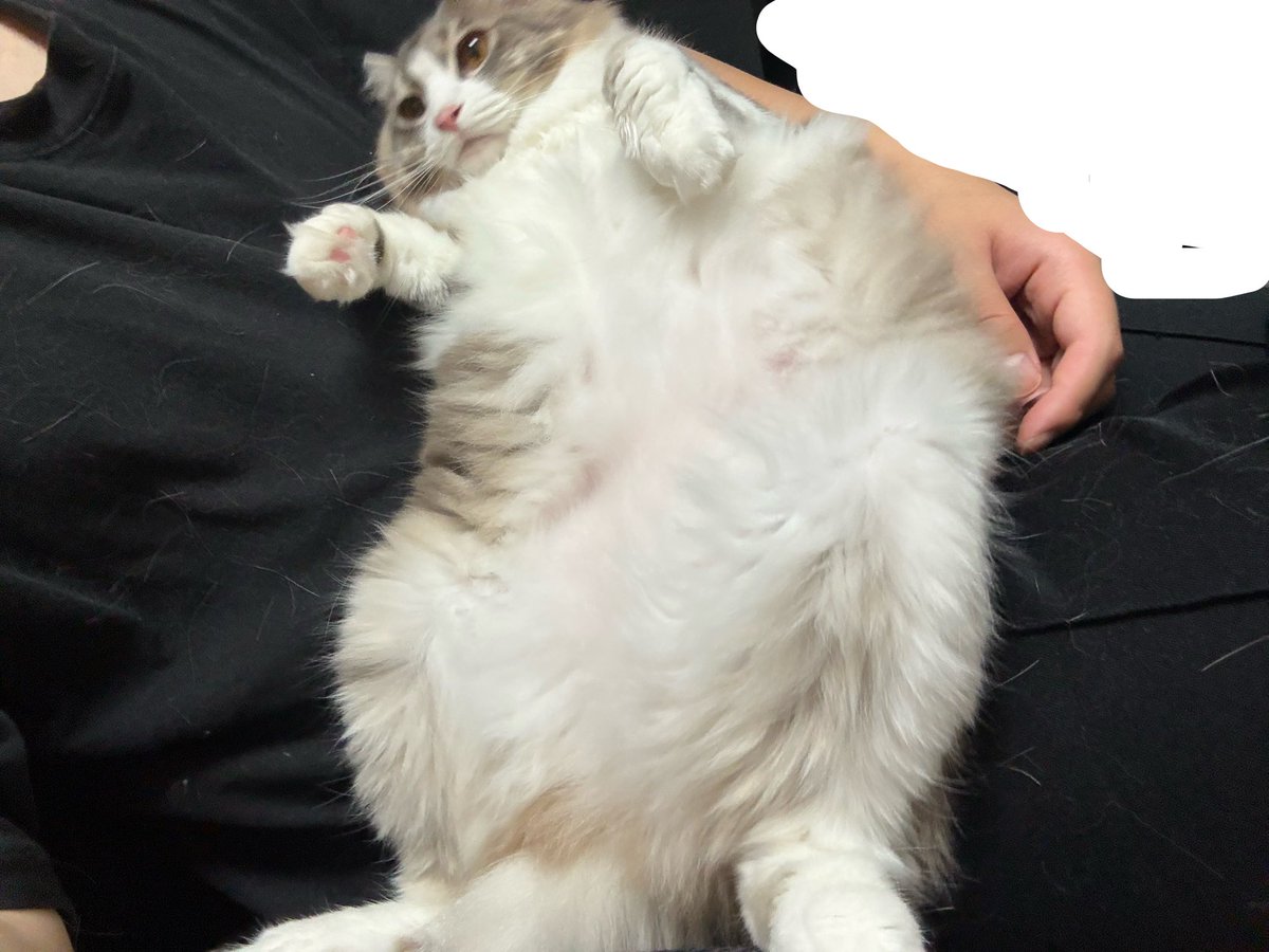 nanimonzya's tweet photo. 本日の https://t.co/EPi4DsSJ8u
