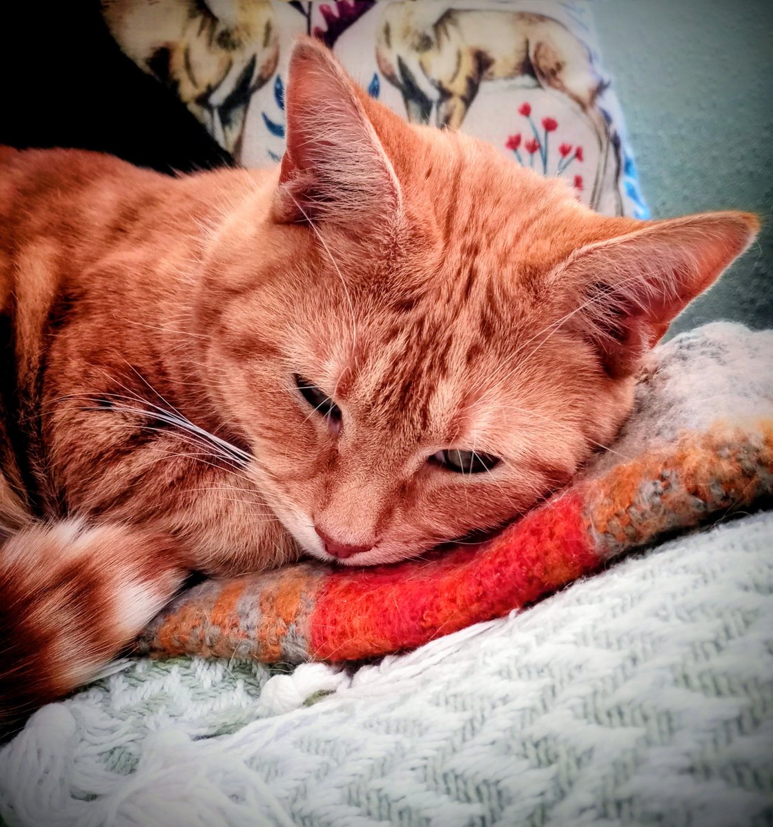 MogRagga's tweet photo. It's a rather overcast day here by the estuary, and Ragnar is content to curl up with his emotional support blankets... Take care and have a peaceful day. 🧡

#Cats #RescueCats #Friday https://t.co/q8t3k1aT4e