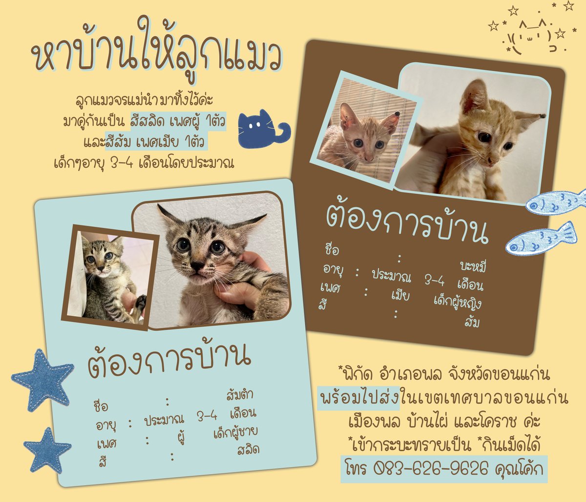 nomoreian's tweet photo. Pls kindly rt 
แจก200จากรี หากหาบ้านได้ครบ

**** หาบ้านให้ลูกแมวค่ะ ****  
🥯 รายละเอียดในเมมชั่นด้านล่างค่ะ 
สีส้ม เพศเมีย 1 ตัว (บะหมี่)
สีสลิด เพศผู้ 1 ตัว (ส้มตำ)

สนใจอุปการะ DM 24/7 
#แมวจร #แมวหาบ้าน #หาบ้านให้แมว #ลูกแมว https://t.co/0npGaIqb1k