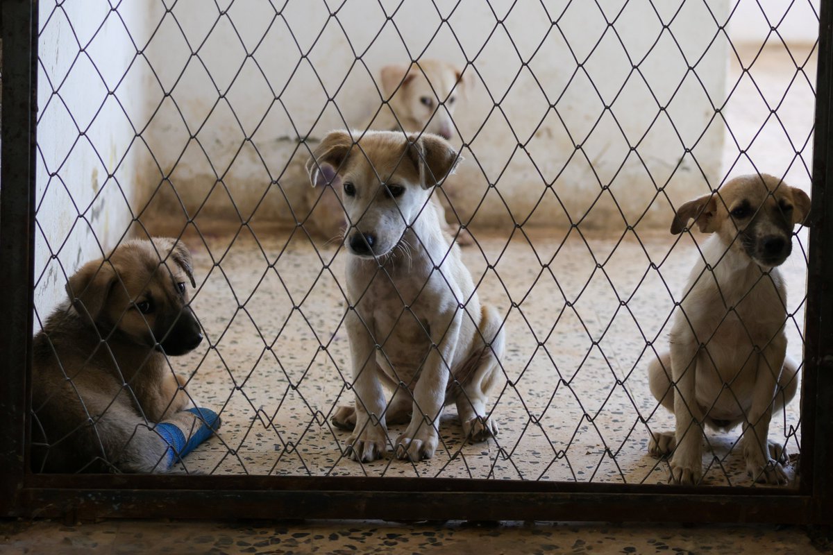 Hurriyet's tweet photo. 🐾 Suriye'nin orta kesimindeki Humus ilinde yaşayan 26 yaşındaki Aya Bakur, hükümetin tahsis ettiği bir binayı, 350 civarında sokak hayvanının bakım ve tedavisinin yapıldığı bir barınağa dönüştürdü. https://t.co/3WMY0cbEh8