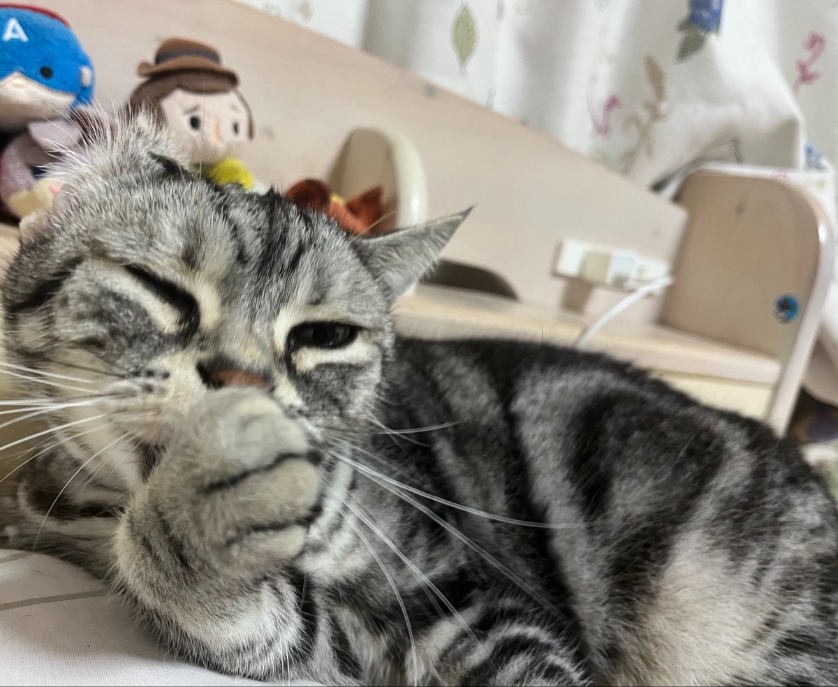 7toki634's tweet photo. #猫のいる暮らし https://t.co/V8J9m7KIqr