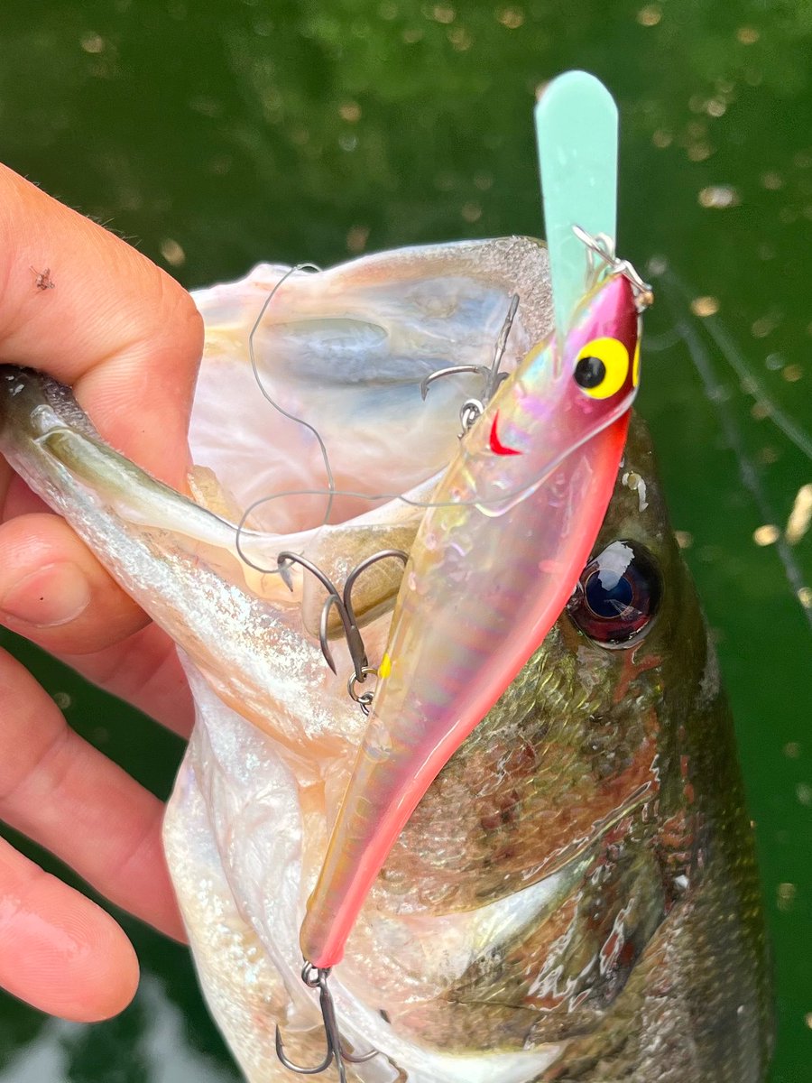 plotz_lure's tweet photo. 最後にまたnew tact105🎣
ピンクバックのこのカラーは、インジェクションならではのクリアカラーで、実績が高いカラーです☺️ https://t.co/Juf5zwls23