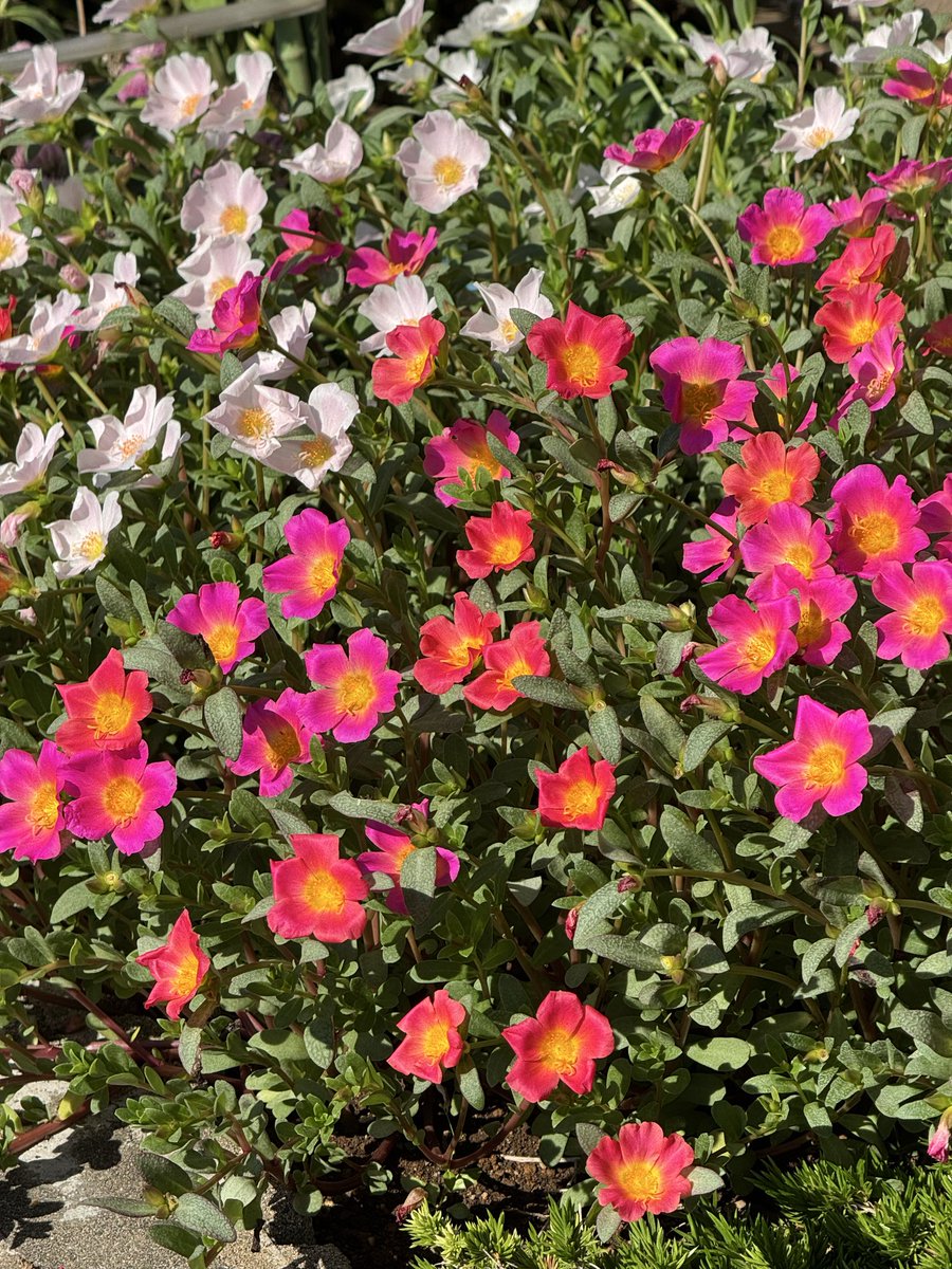 cat_eye1125's tweet photo. 玄関先に植えたポーチェラカの花が咲いています。
もう少し咲き続けると思います。 https://t.co/Mpy4bN7yyG