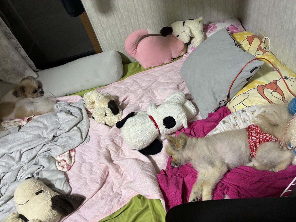 everymalldevi12's tweet photo. 在宅の幸せを感じてる飼い主です🐶

ただスヌーピーとあんももが
なんか同じように寝てるように
みえるんだが！

#ポメラニアン
#シーズー https://t.co/sulCYXBxdM