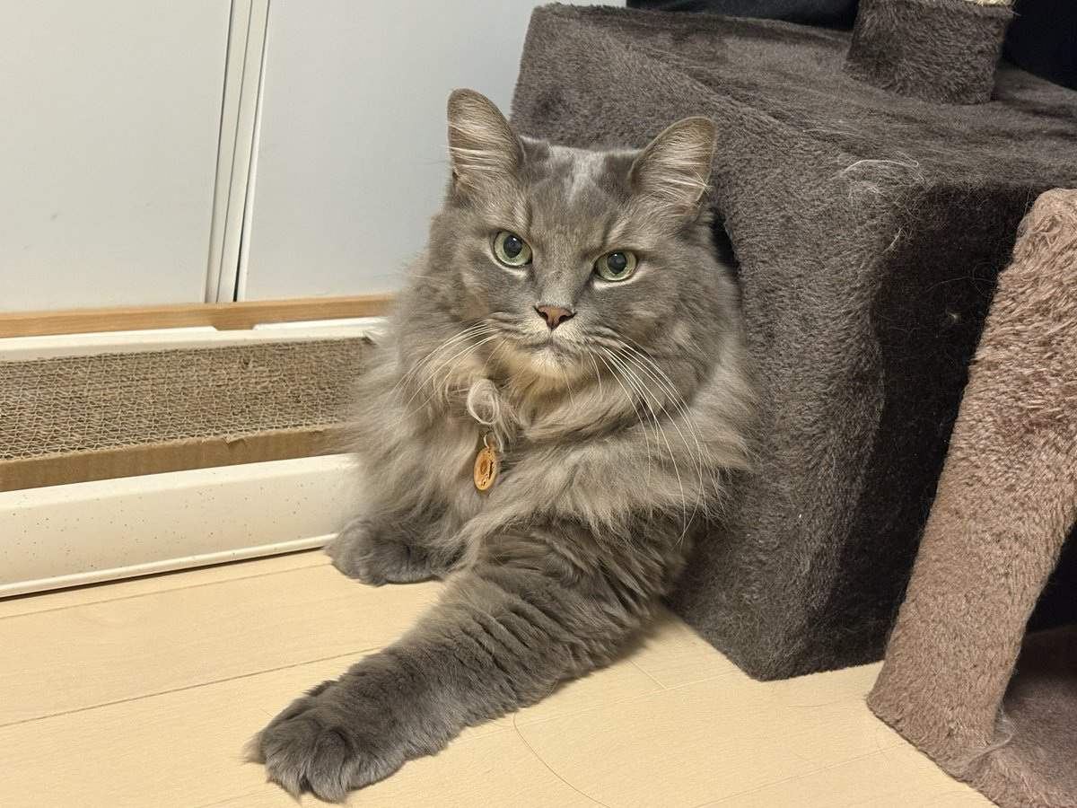 cottail's tweet photo. おひさびさびさの
花金ですにゃ
#いーくん🐱
#花金広報局 https://t.co/ObgW8OsY63