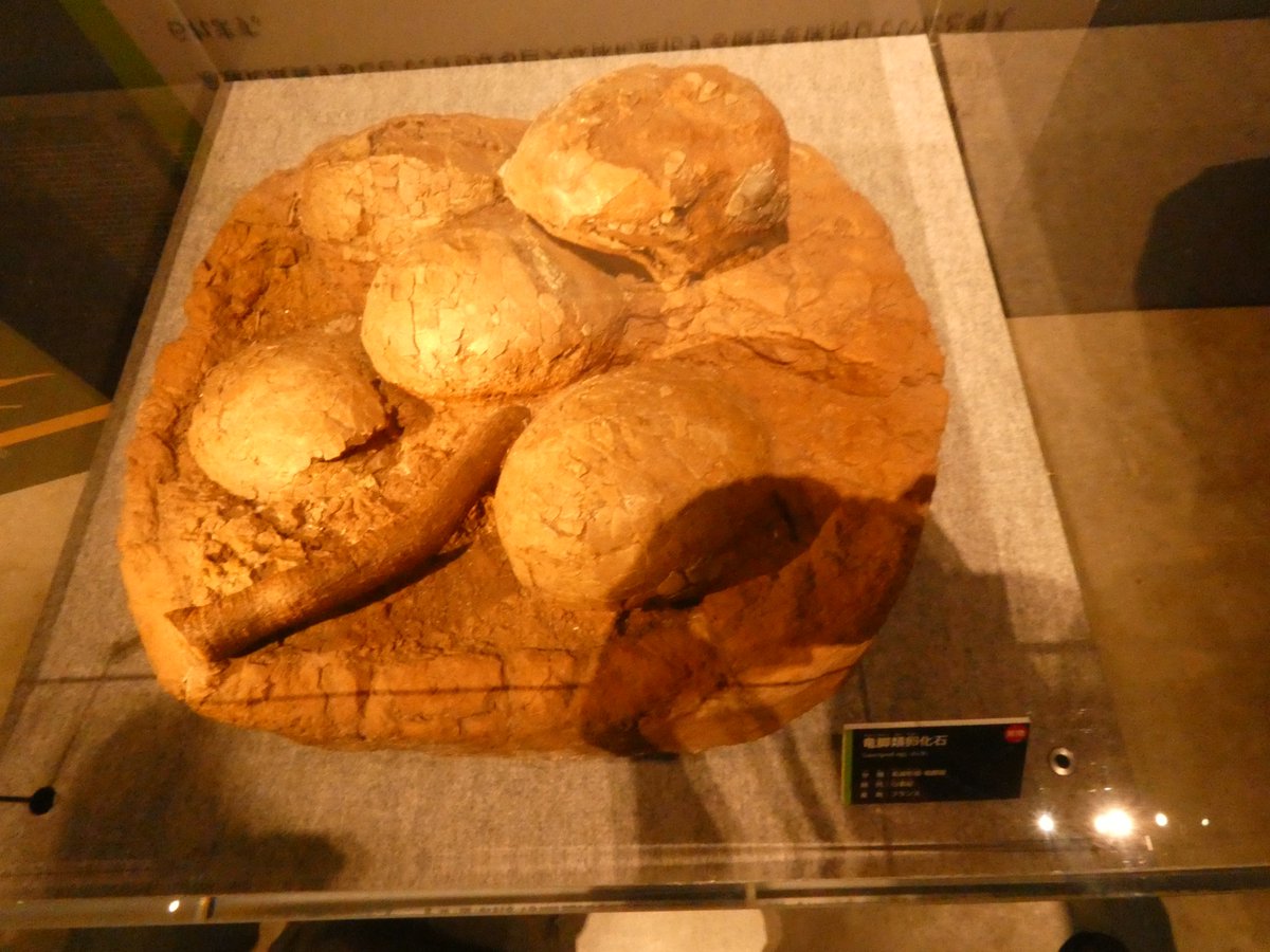 shinn_fasuru's tweet photo. #金曜日だから化石貼る
シルバーウィークの福井恐竜博物館 竜脚類展から🦕 https://t.co/xGpLriSUWk