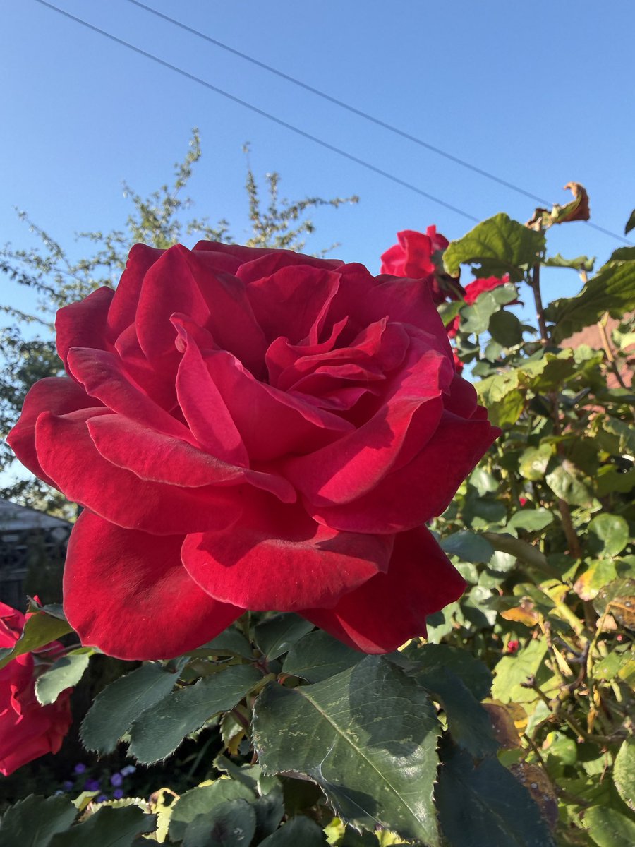 sheconservative's tweet photo. Another, from my morning walk today #FlowersOnFriday https://t.co/cih7lcLX6i