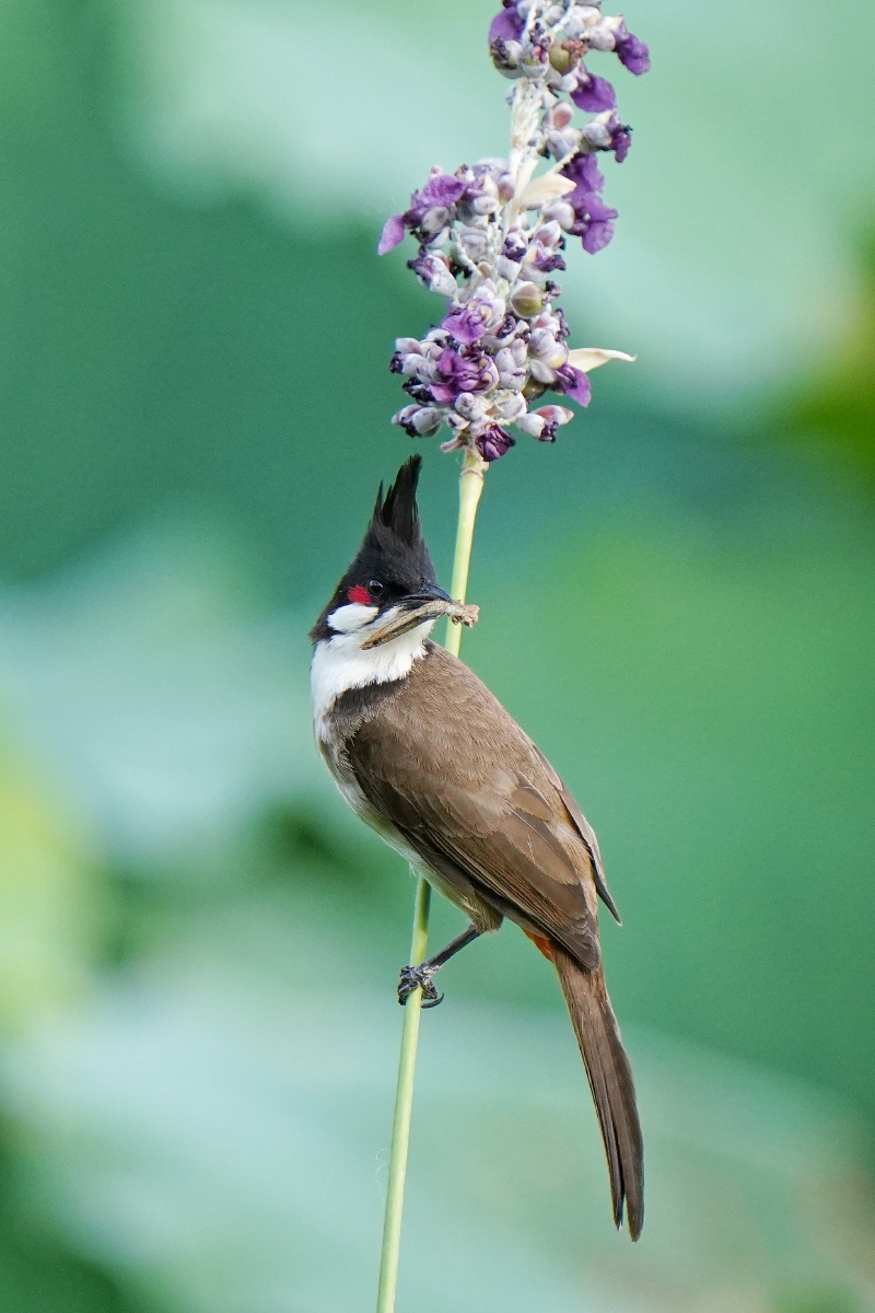 HaridUsman's tweet photo. Let’s cheer for the tiny wren (翟？不对，重新来，找对应字：诵是recite，图是illustration，翟是kestrel，雀是sparrow，捉是catch。调整：Recite a poem by the stream—an illus of a kestrel and sparrow catching a bug! https://t.co/4JhbeEhAh6