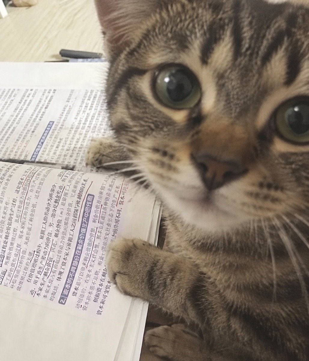 12kinsei's tweet photo. Bro's looking at me like i know chinese, cat we're same, ni hao meow. https://t.co/XP1SHLYKLL