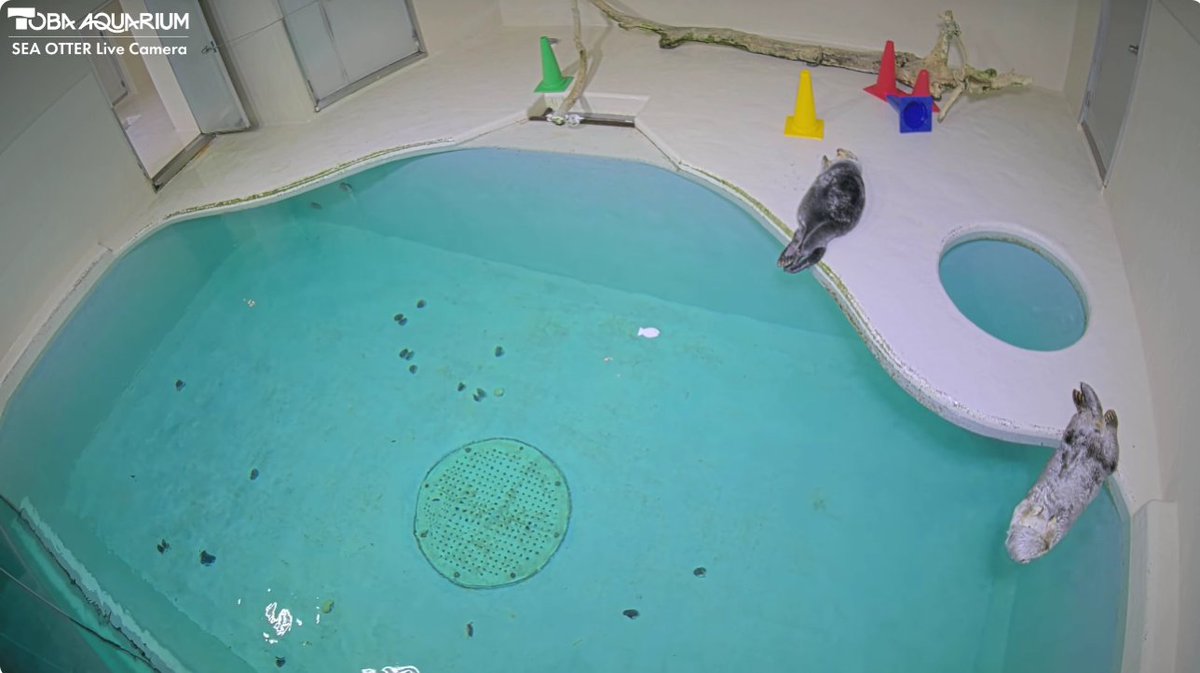 hgs31's tweet photo. 行きたいよおおお！！！
メイキラどっちか一目でわかるぞ。
鳥羽水族館ラッコ水槽ライブカメラ  TOBA AQUARIUM SEA OTTER LIVE CAMERA https://t.co/kuqp79ri6n @YouTubeより https://t.co/d1xY4w4X6t