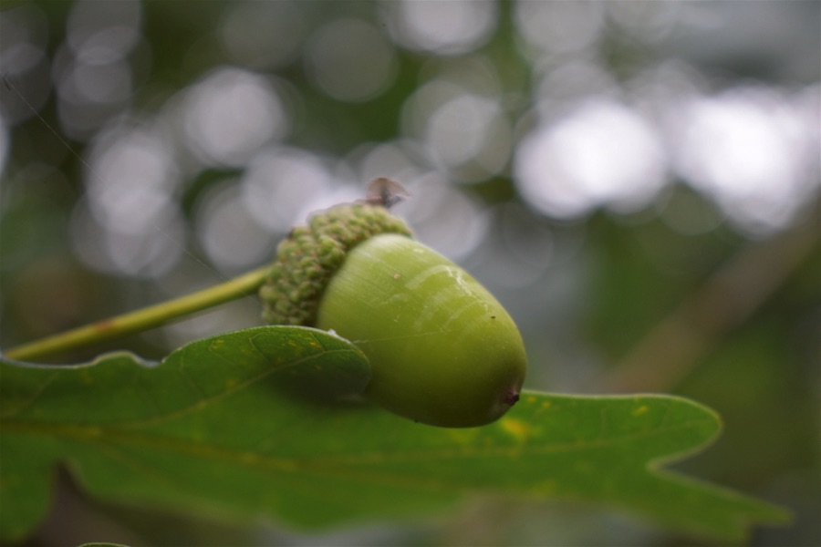 LGSpace's tweet photo. Trees release compounds called phytoncides which can enhance mood and improve sleep. Phytoncides may even help prevent cancer. And native trees are brilliant for all sorts of wildlife - so let’s plant more trees, and cherish those we have already! 🌳
https://t.co/YInJBLTGaX https://t.co/9MUqLB79Lv