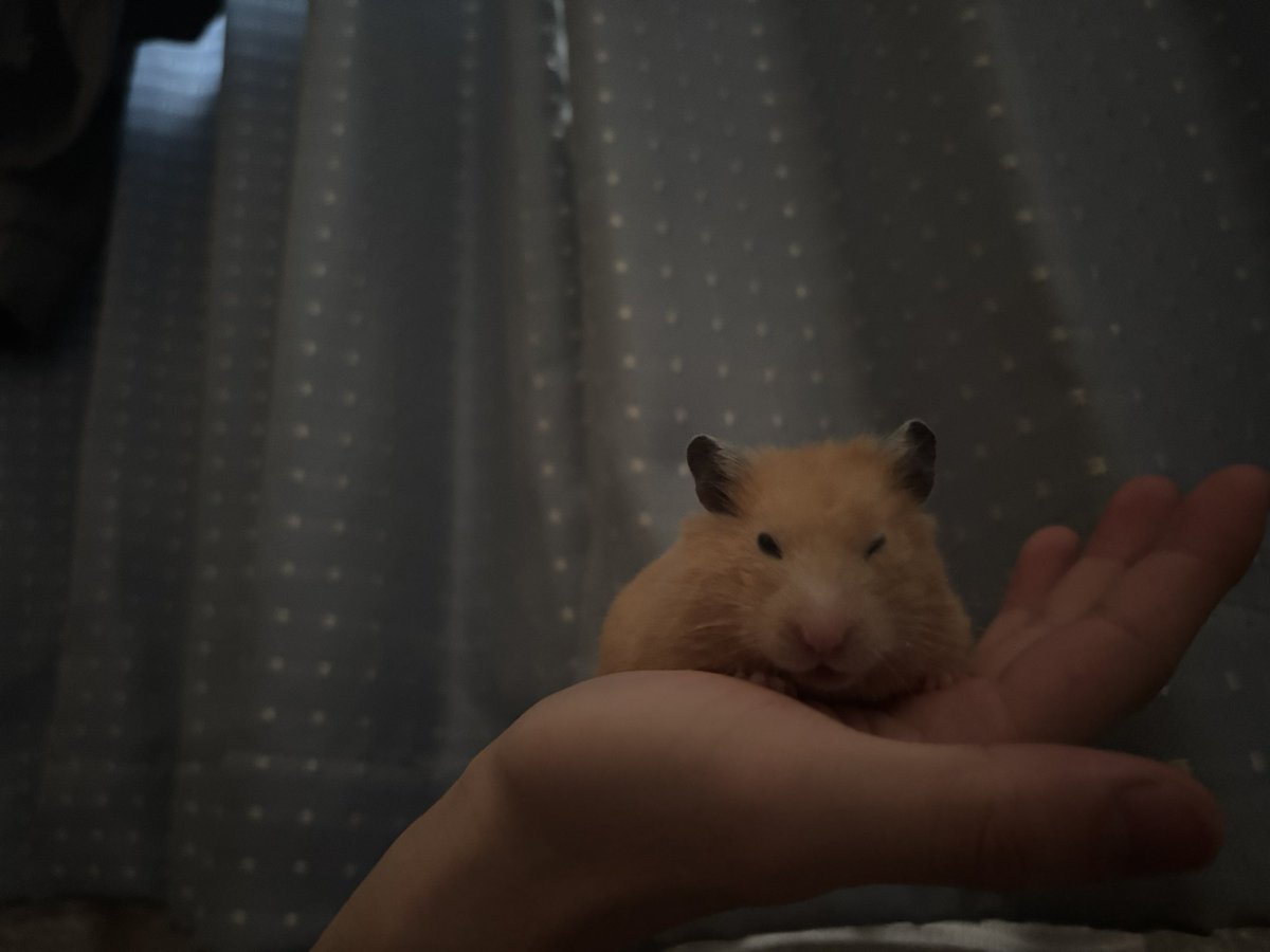 kawaiihamster_'s tweet photo. https://t.co/7rkimbN4ng