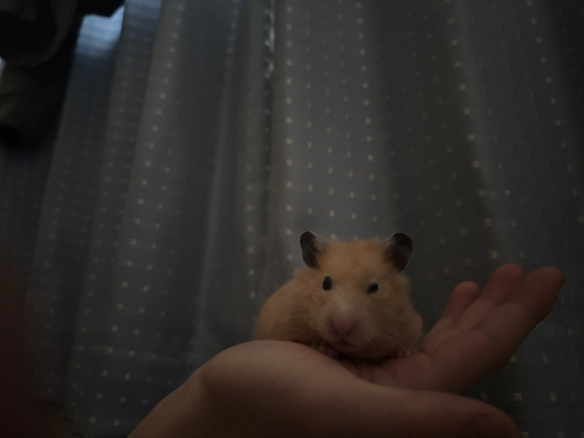 kawaiihamster_'s tweet photo. https://t.co/7rkimbN4ng