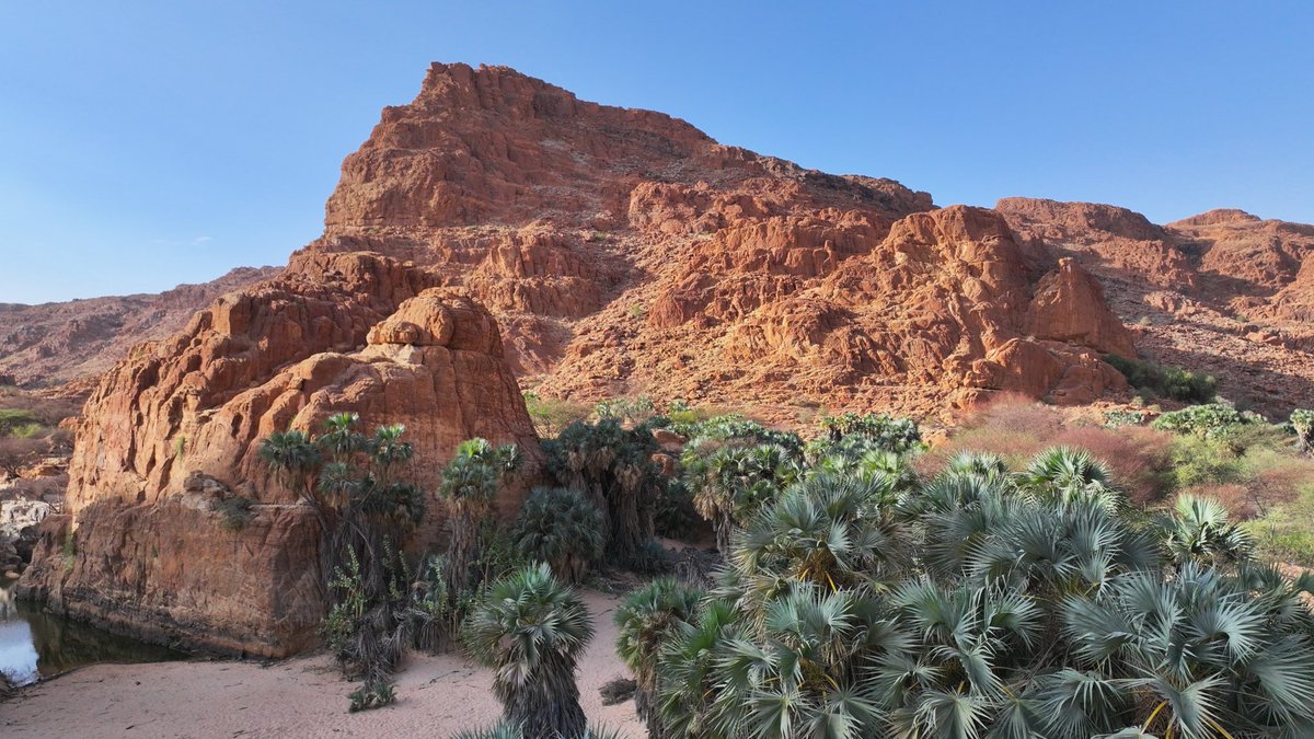 EnnediTchad's tweet photo. LE SAVIEZ-VOUS ? Palmier doum

Son nom vient du grec hyphaino, « tisser », en référence aux fibres de son fruit. Dans l’Ennedi, il offre nourriture et habitat à plusieurs espèces.
Chaque arbre compte.
📸 Orozi Hangata @AfricanParks https://t.co/hgWP9YxTcV
