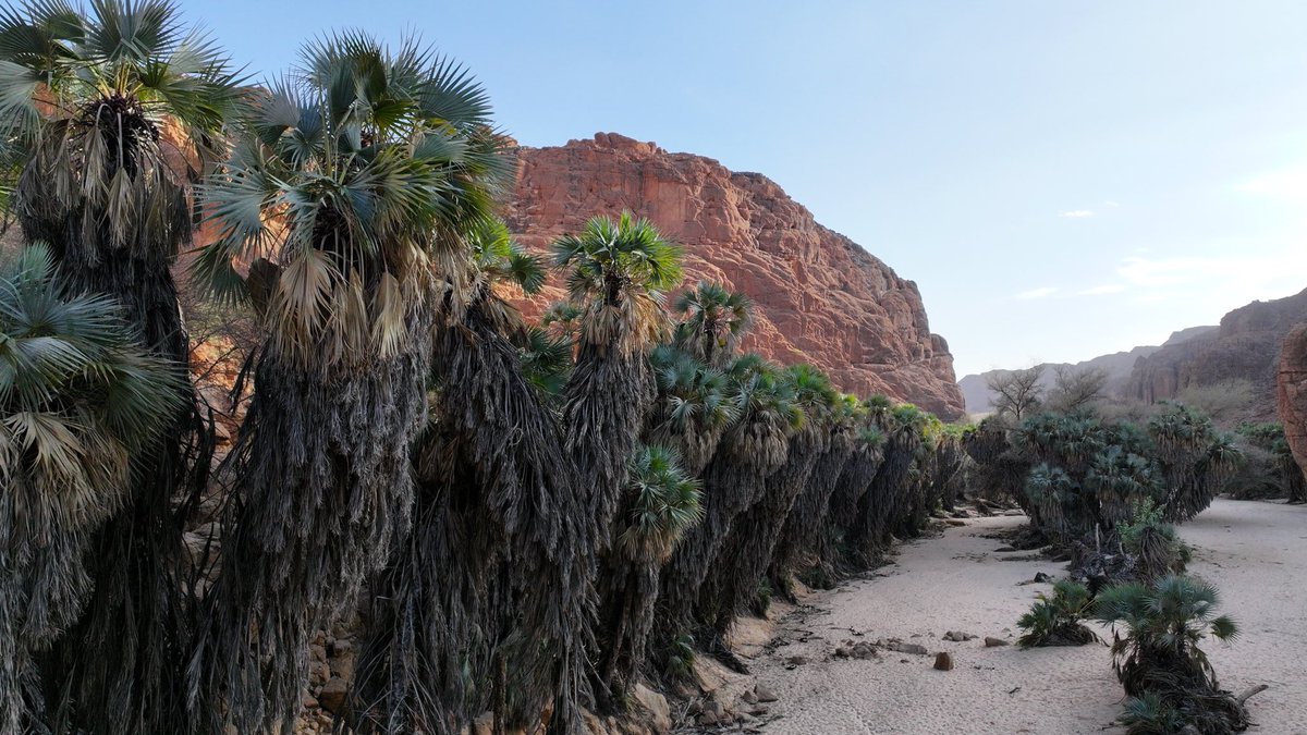 EnnediTchad's tweet photo. LE SAVIEZ-VOUS ? Palmier doum

Son nom vient du grec hyphaino, « tisser », en référence aux fibres de son fruit. Dans l’Ennedi, il offre nourriture et habitat à plusieurs espèces.
Chaque arbre compte.
📸 Orozi Hangata @AfricanParks https://t.co/hgWP9YxTcV