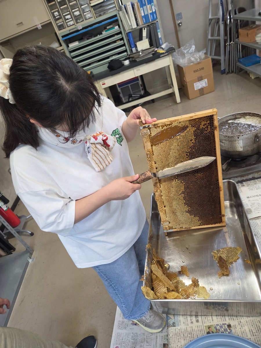 setsunan_pharm's tweet photo. ✨摂南ハニーの製作プロジェクト✨

今回は実際の採蜜の様子をお届け🐝
写真は、蜜蓋を切り、遠心分離でハチミツを集めているところです！

教員・有志の学生達が協力し、集めたハチミツを丁寧にろ過し、瓶詰め、そしてキャップシールの装着を行っています👏
摂南ハニーに乞うご期待🤤✨ https://t.co/tlOjymAVJM