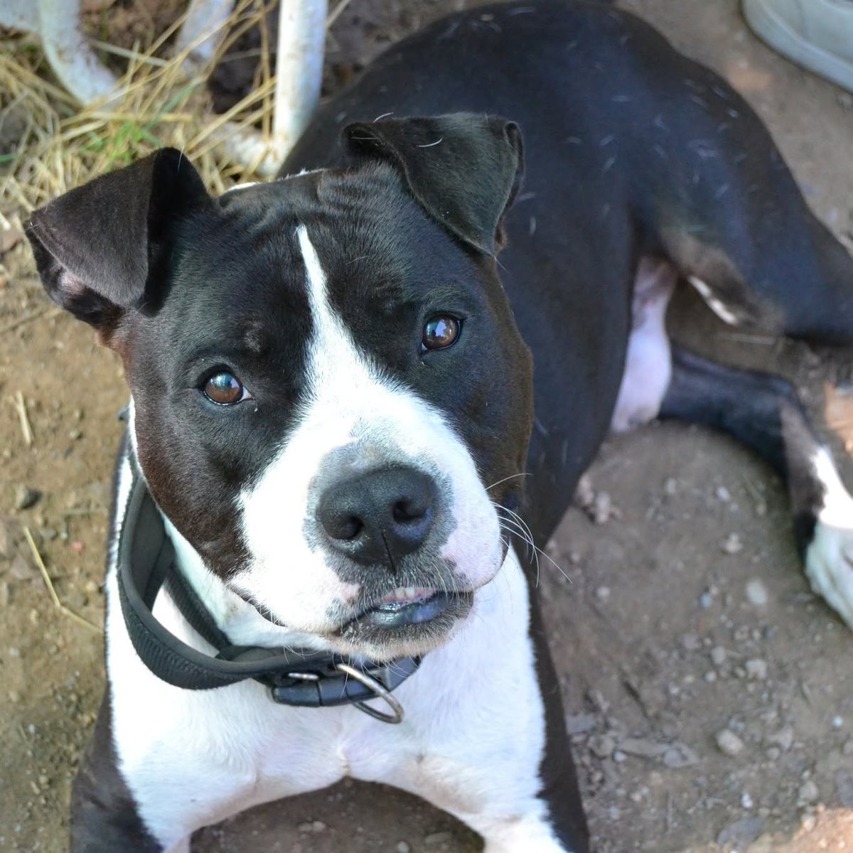 SosAbuelos1's tweet photo. #BARCELONA
#TRUCKER tiene 8 años. Llegó al refugio tras ser encontrado en la carretera

Es cariñoso y adora a la gente

Con las presentaciones correctas no tiene problemas con otros perros

Tiene una pequeña cojera por una antigua fractura

Necesita licencia

Contacto 937267227 https://t.co/ZD7AaplAUG