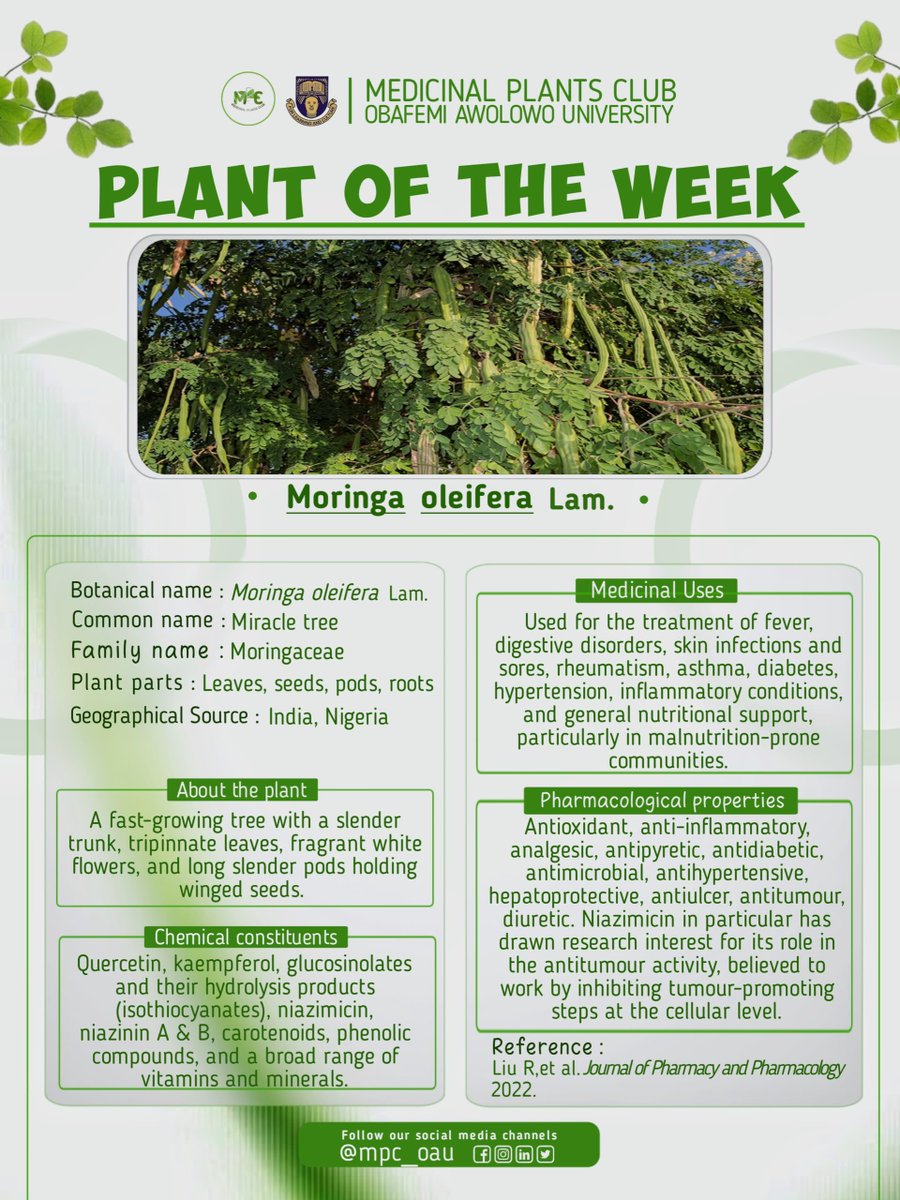 mpc_oau's tweet photo. 🌿 PLANT OF THE WEEK : _*Moringa oleifera Lam.*_🌿

Did you know that almost every part of the Moringa tree (leaves, seeds, pods, and roots )can be used for food or medicine? 🤯
This week at the Medicinal Plants Club, OAU, we are spotlighting _ https://t.co/FovEmIWg5y