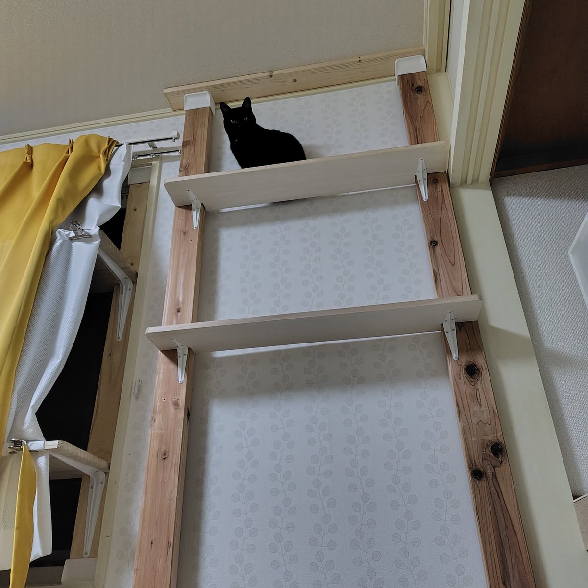 neco_cha88's tweet photo. いちばん高いところに登ったよ(おダンゴ) https://t.co/uRsr50ppCH