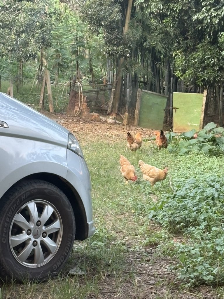 ande_mo123's tweet photo. That chicken looks really delicious.😗😗 https://t.co/BRzQkbfh2S