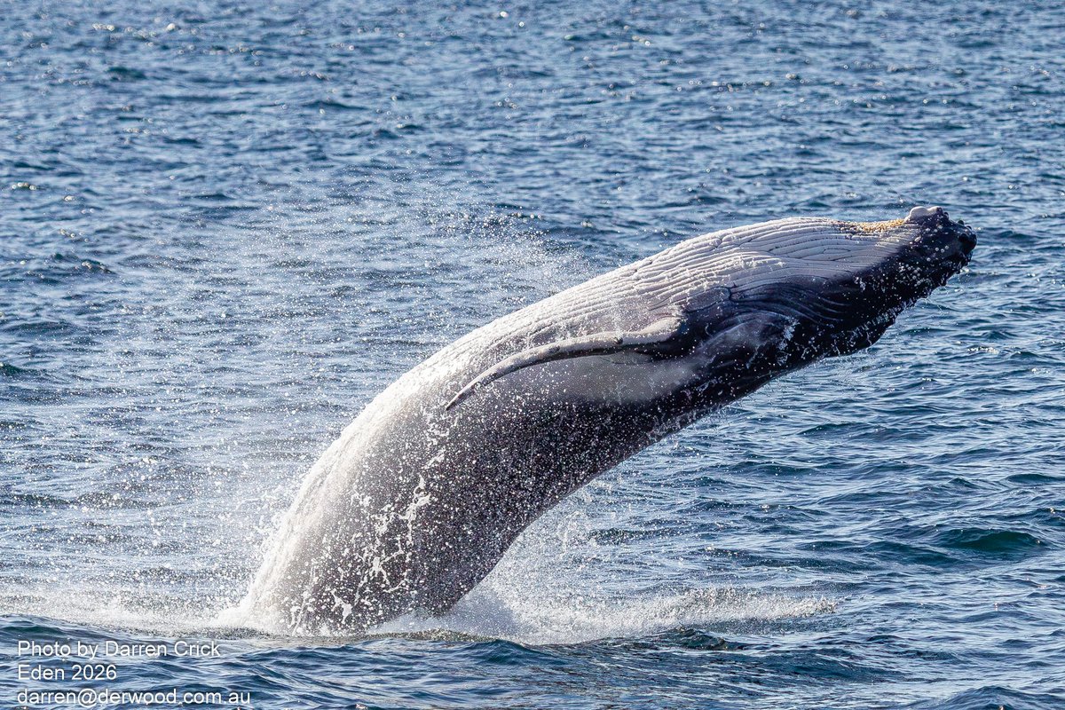 derwoodau's tweet photo. Whale watching at Eden gave me the opportunity to see this whale breach. We saw many whales and many breaches... this one of the best. Eden NSW 2026.
#whale #photography #whalewatching #eden #australia https://t.co/Js8ApDX09M