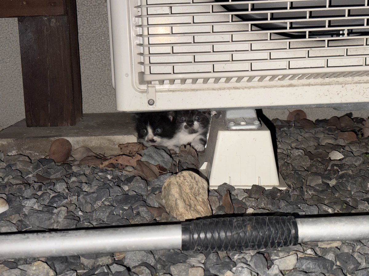 XELVIS_hayaton's tweet photo. 野良猫が来た https://t.co/9TiPjONUAU