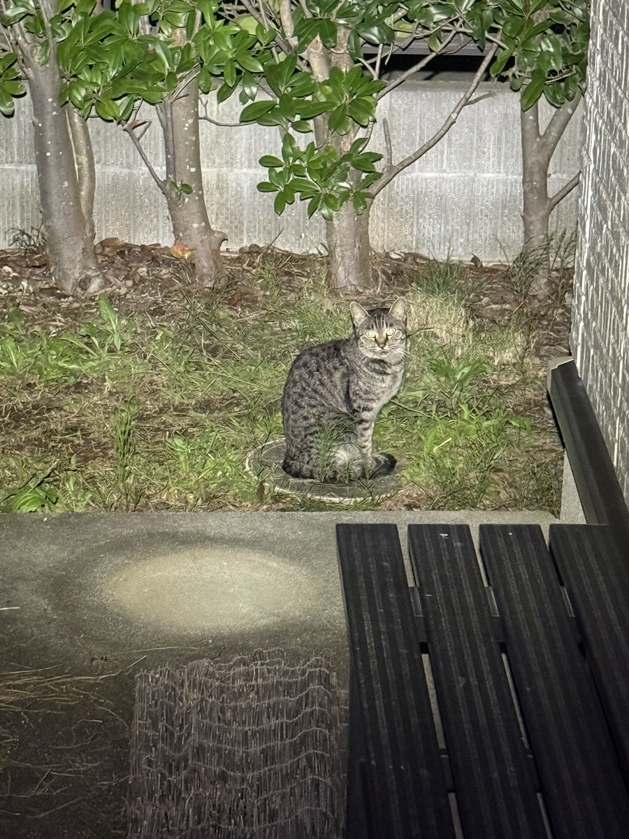 XELVIS_hayaton's tweet photo. 野良猫が来た https://t.co/9TiPjONUAU