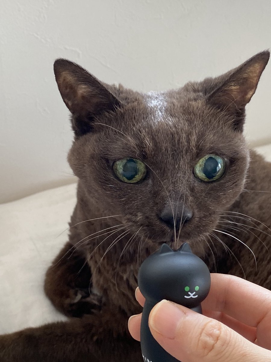 suimin_tter's tweet photo. カプセルトイ「ひげが飾れる ねこのこけし」が明日以降、順次全国で販売されます。

頭には猫のひげ、おなかには毛玉が入れられます。定番の猫たちに混じって、私の大好物のたこ焼きもデビューすることになりました👏
作品として作っていたこけしよりも、ひとまわり小さく子猫のようでとってもかわいいです。ぜひ並べて飾ってくださいね。

「ひげが飾れる　ねこのこけし」
販売元：株式会社コトフルさま
※発売日は店舗により異なります。

—- Special thanks —-
atelier fluid