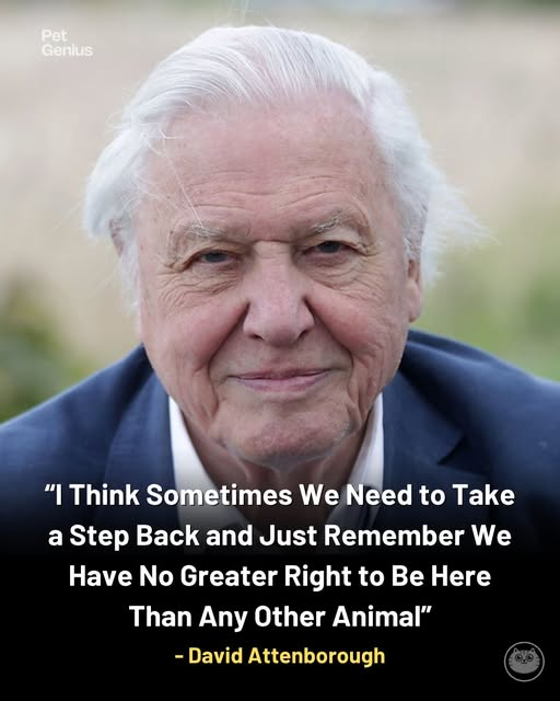 tiger26931's tweet photo. We have no greater right to be here than any other animal
Sir David Attenborough https://t.co/58iOaUxxhY