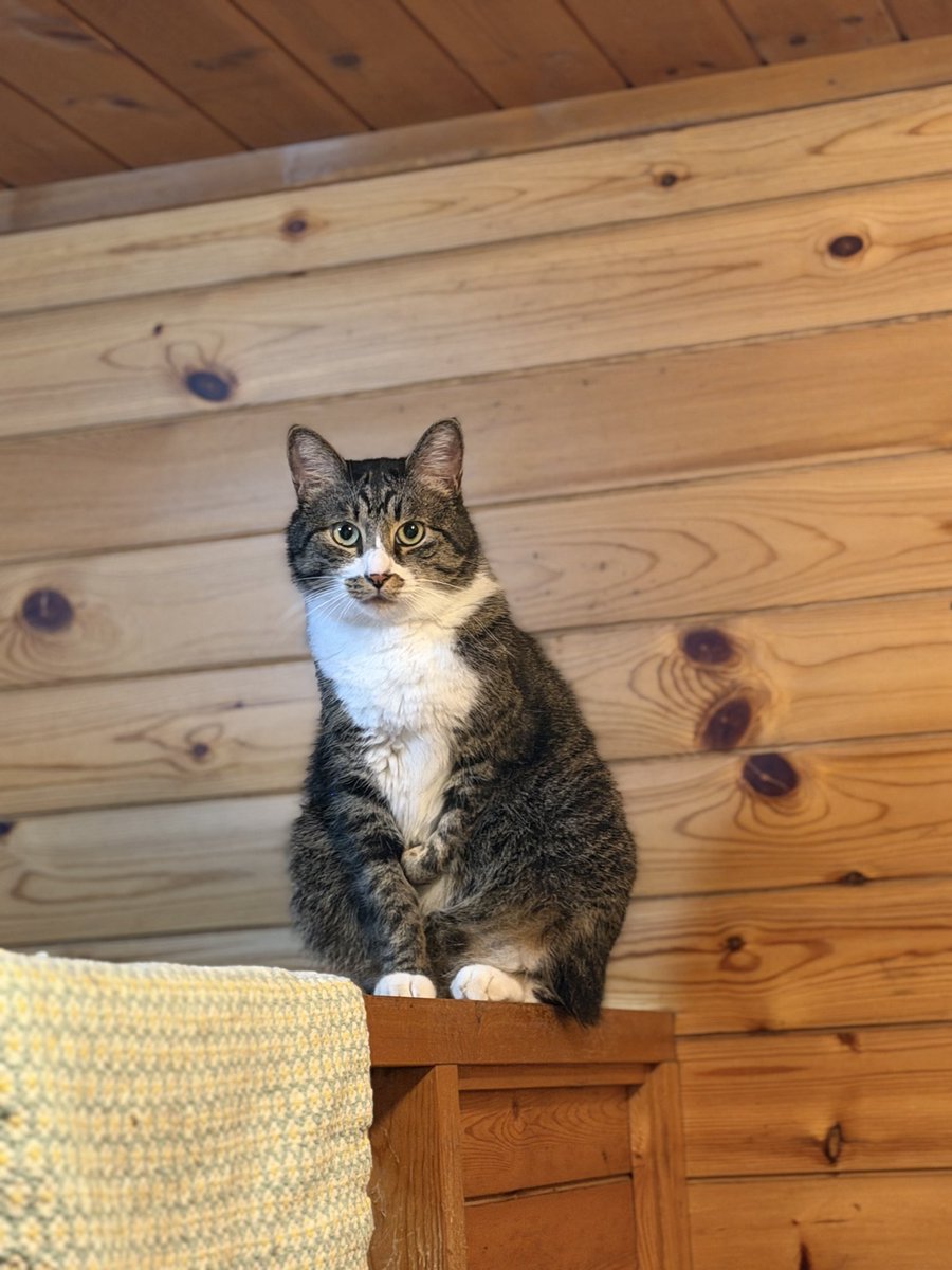 jogchann's tweet photo. お風呂入ってると風呂場でいっつもこうやって待ってる🥰 https://t.co/dlNMfTMCf5