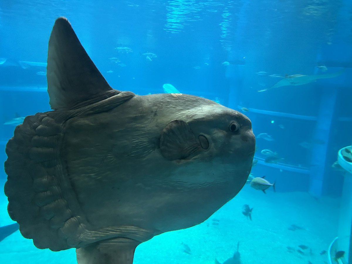 Tuhida_sabu's tweet photo. 水族館の写真見たら行きたくなっちゃった！ちょい前に行った時の写真置いちゃお🐟 https://t.co/wjHpUrRuaT