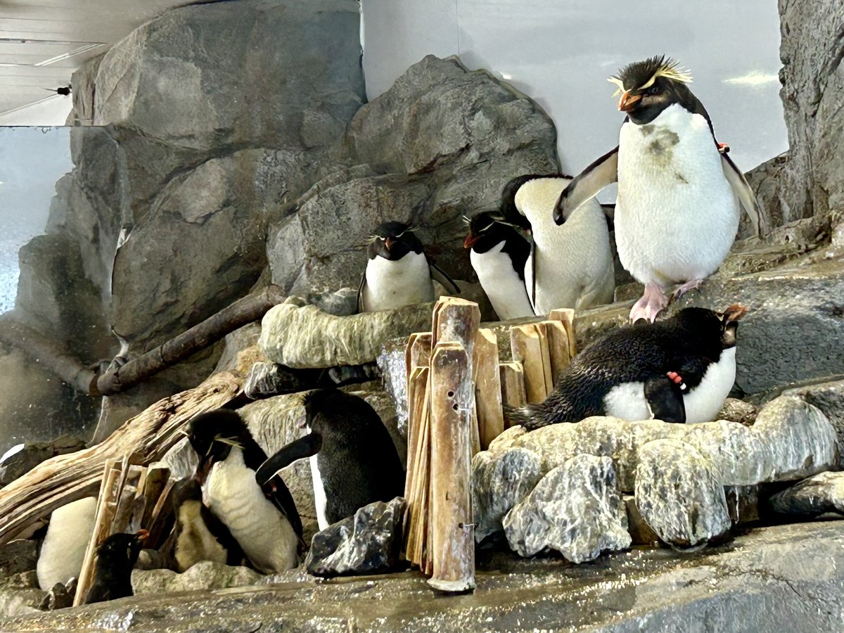 Tuhida_sabu's tweet photo. 水族館の写真見たら行きたくなっちゃった！ちょい前に行った時の写真置いちゃお🐟 https://t.co/wjHpUrRuaT