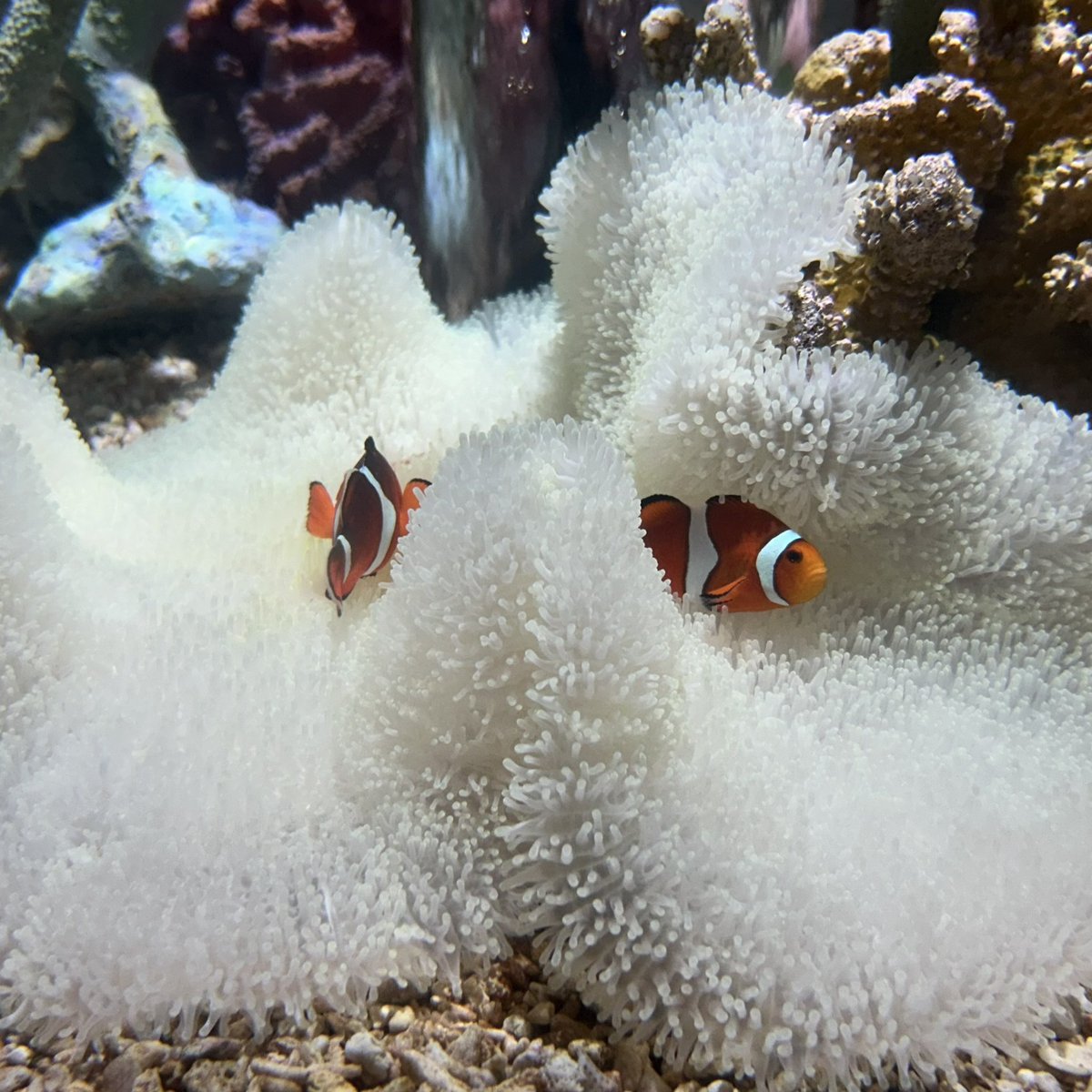 Tuhida_sabu's tweet photo. 水族館の写真見たら行きたくなっちゃった！ちょい前に行った時の写真置いちゃお🐟 https://t.co/wjHpUrRuaT