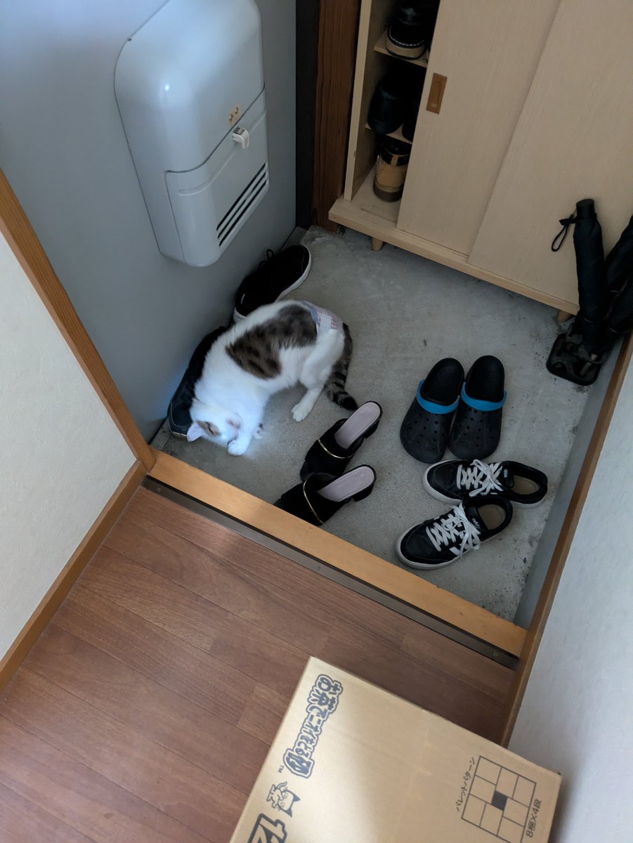 ID_LOSTBOY's tweet photo. 部屋んぽ中の猫が俺の靴にずっとスリスリしてる
ワークマンの1500円の靴にはマタタビでも入っているのか？ https://t.co/koy85pDHNu