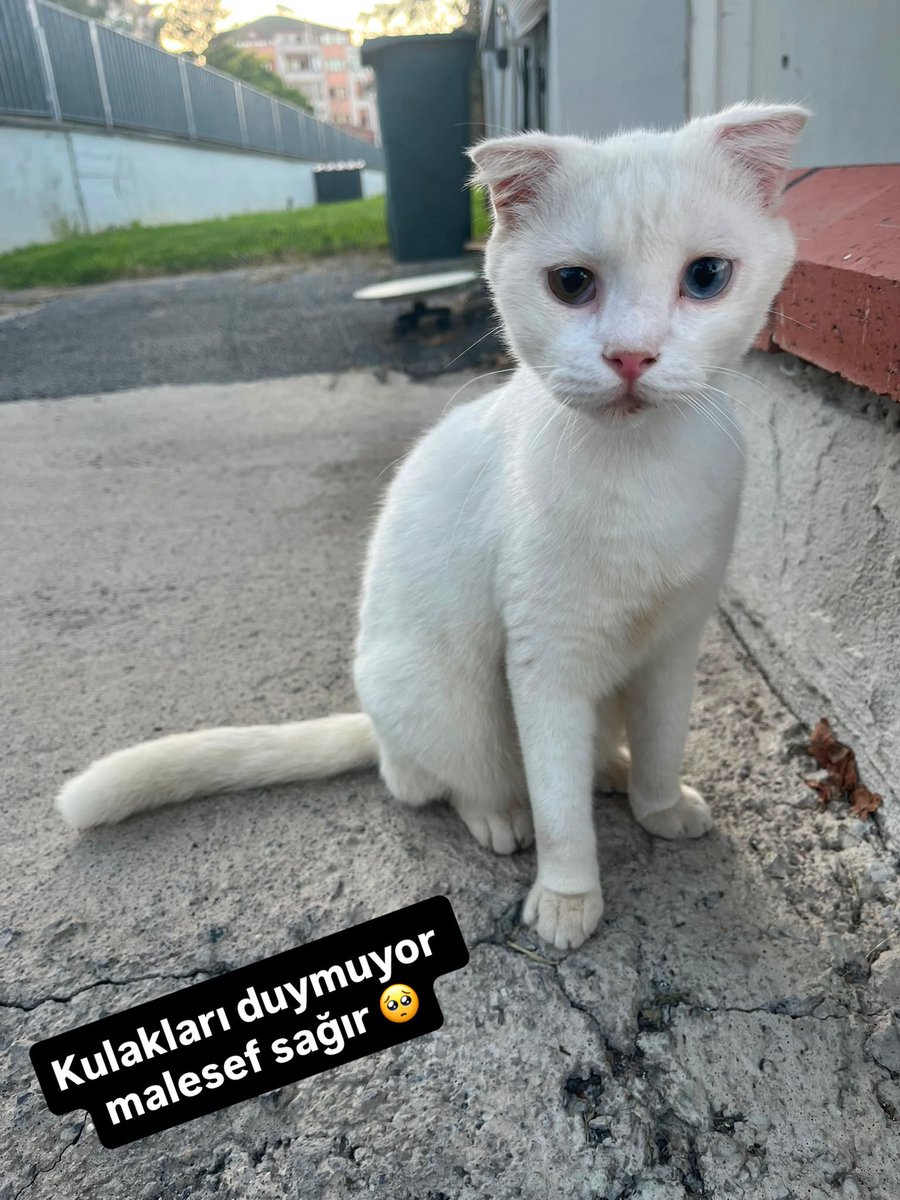 patiarkadas's tweet photo. Sokakta bulundu çipi ne baktırdık çipi yok.. Çene kalça ve dişler kırıktı. Amelayatı yapıldı taburcu Kulaklarıda duymayan kedimize yuva arıyoruz.. Kısırlaştırdık.. 1 yaşlarında erkek uysal Sakarya

İnstagram @patiarkadas 

#SokakHayvanlarıSahipsizDeğil https://t.co/mOJG5QHiuh
