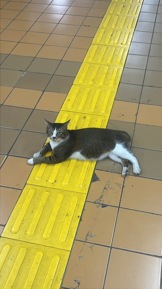 xbyseen's tweet photo. meong di stasiun kenapa gemoy gemoy smwaaa😺🤏🏻 https://t.co/i8rb7Ui6M7