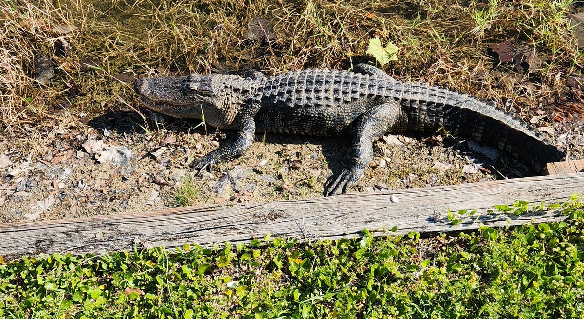 ProJesssmcc's tweet photo. Guardian of the condo pond.
#ReptileLovers #CrocodileAttack https://t.co/IlNCXYI94I