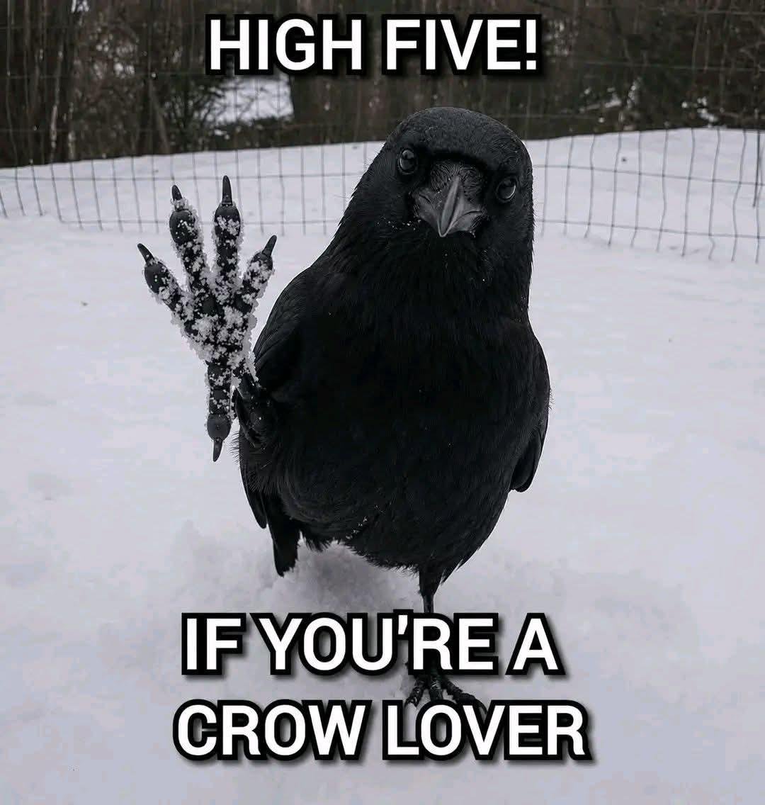 AwakenTFallen's tweet photo. 👋🏻😁🐦‍⬛ https://t.co/rWmTNHfQ9o