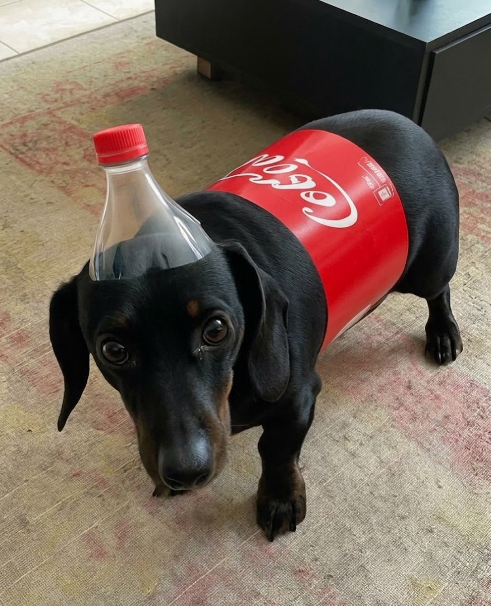 pawprintsdaily6's tweet photo. 😅😅😅🐕🐕🐕 https://t.co/lcR8ZkiN3L