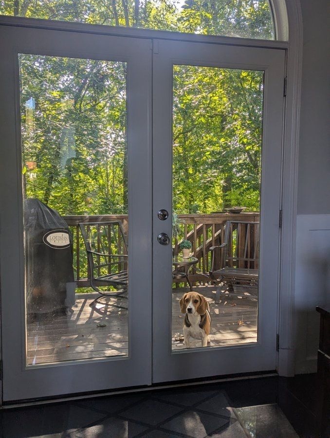 beaglefacts's tweet photo. The #beagle is perpetually on the wrong side of the back door. #beaglefacts

📷 @BeagleBrigadeGA / Twitter https://t.co/zWQsLnb0pj