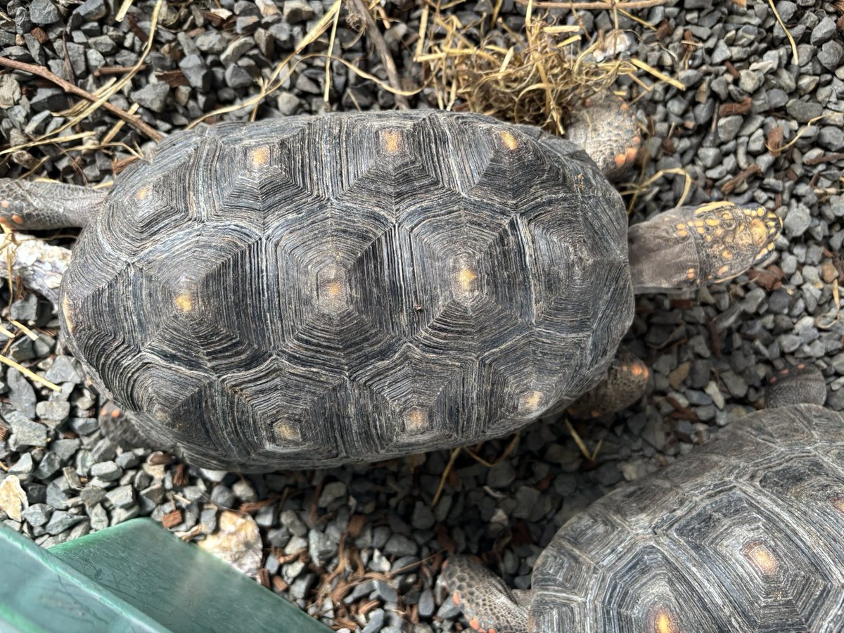 chaga54518667's tweet photo. アカアシガメ♂1♀3

4匹セット24万円
♂は甲羅にヒビ？あり

産卵経験ありの♀含む

餌はMazuriメインで野草、レタスなどを食べています

一番大きい♀で27-28cm
他は約25-26cm位

♂は全ての♀に乗っているのは確認していますが交尾が上手く行ったかは未確認

#アカアシガメ https://t.co/72b8xWjY01