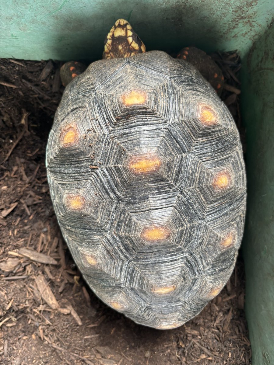 chaga54518667's tweet photo. アカアシガメ♂1♀3

4匹セット24万円
♂は甲羅にヒビ？あり

産卵経験ありの♀含む

餌はMazuriメインで野草、レタスなどを食べています

一番大きい♀で27-28cm
他は約25-26cm位

♂は全ての♀に乗っているのは確認していますが交尾が上手く行ったかは未確認

#アカアシガメ https://t.co/72b8xWjY01