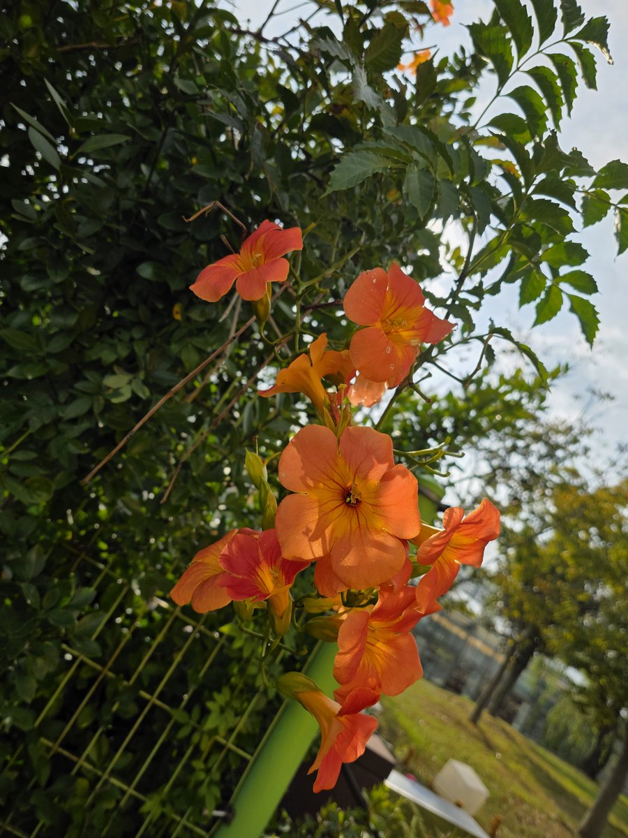 imnaimme's tweet photo. 가을에 능소화 발견하고 창균이 생각🧡 https://t.co/gmFTcMvtbm