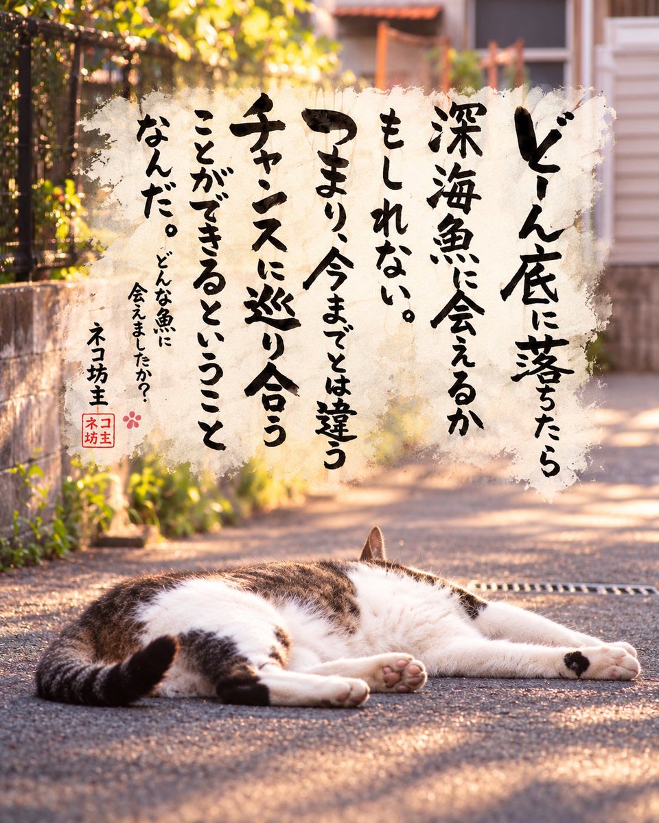 yabumoto610's tweet photo. ネコさんから人間さんへ今日の一言 https://t.co/zqKpedbk8U