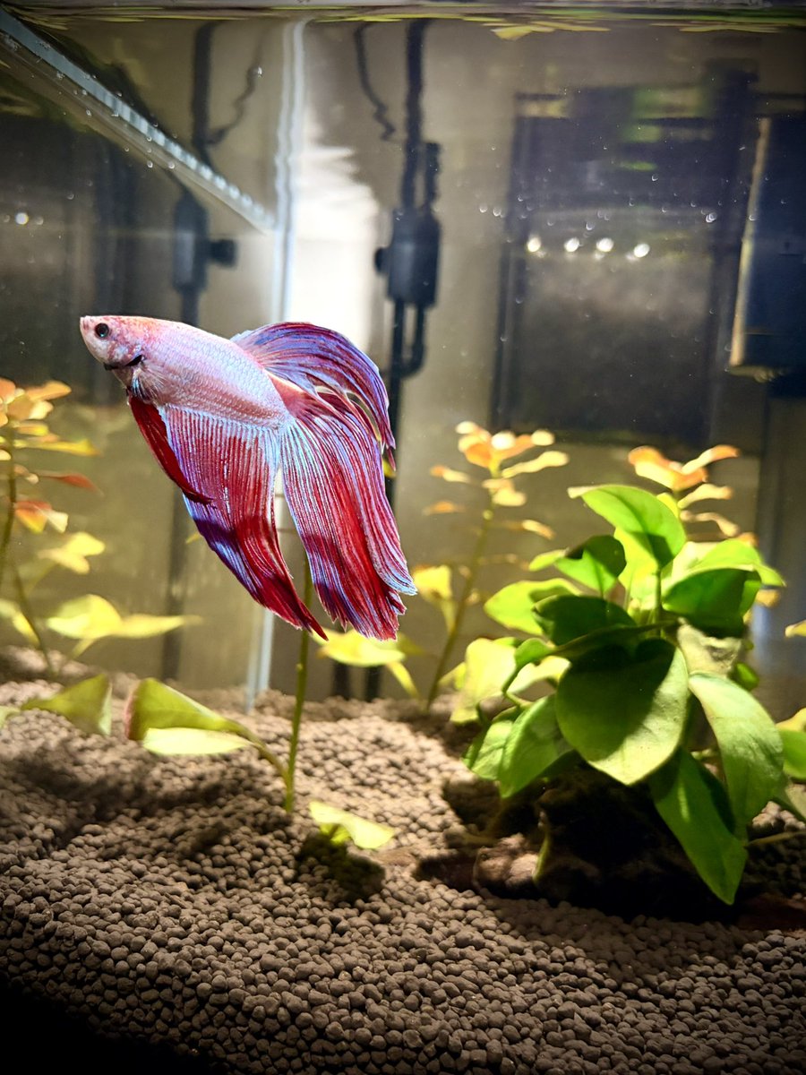 ORANGEJIN's tweet photo. ベタのパル 成長日記📔
来た頃に比べるとだいぶ大きく、色も鮮やかになりました🐟 ご飯もりもり食うし泡巣もよく作ってるし。立派に育ってる。ぬしうれしい🐟 https://t.co/gI9yLsXacy
