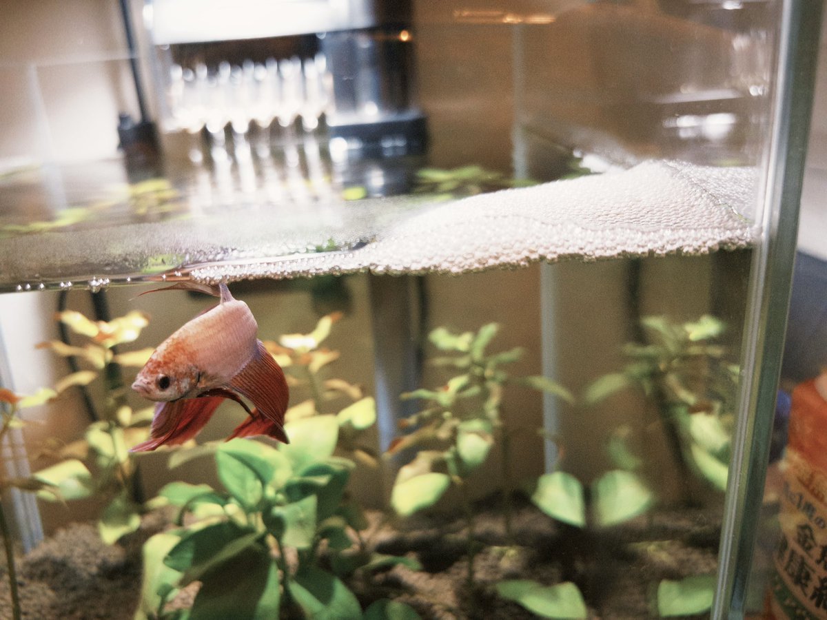 ORANGEJIN's tweet photo. ベタのパル 成長日記📔
来た頃に比べるとだいぶ大きく、色も鮮やかになりました🐟 ご飯もりもり食うし泡巣もよく作ってるし。立派に育ってる。ぬしうれしい🐟 https://t.co/gI9yLsXacy