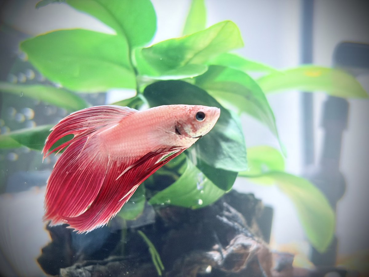 ORANGEJIN's tweet photo. ベタのパル 成長日記📔
来た頃に比べるとだいぶ大きく、色も鮮やかになりました🐟 ご飯もりもり食うし泡巣もよく作ってるし。立派に育ってる。ぬしうれしい🐟 https://t.co/gI9yLsXacy